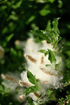 BUITEN BEELD Foto: 445576
