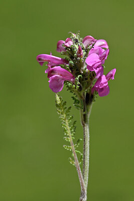 BUITEN BEELD Foto: 445579