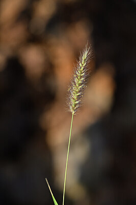 BUITEN BEELD Foto: 445580