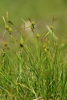 BUITEN BEELD Foto: 445584