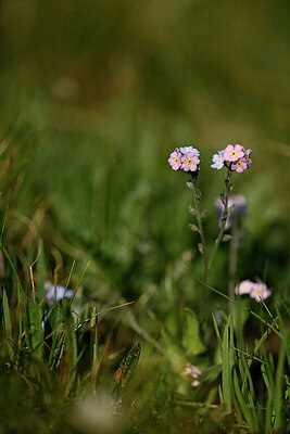 BUITEN BEELD Foto: 445586