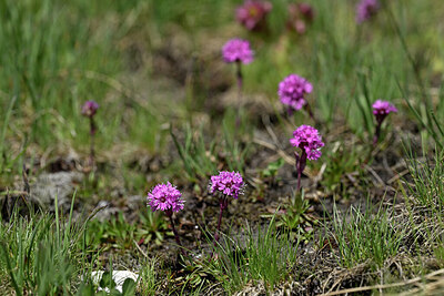 BUITEN BEELD Foto: 445588