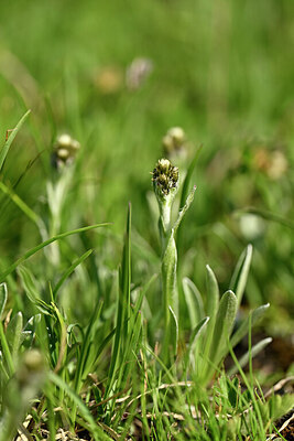 BUITEN BEELD Foto: 445590