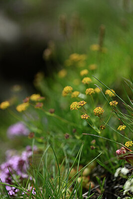 BUITEN BEELD Foto: 445594