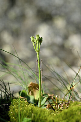 BUITEN BEELD Foto: 445596
