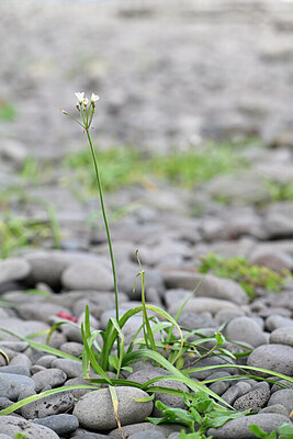 BUITEN BEELD Foto: 445598