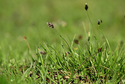 BUITEN BEELD Foto: 445600