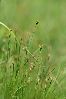 BUITEN BEELD Foto: 445605