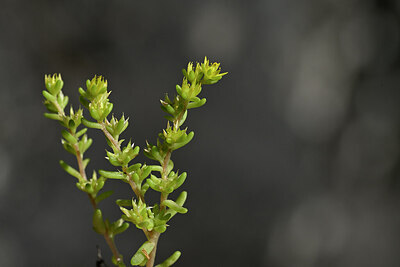BUITEN BEELD Foto: 445607