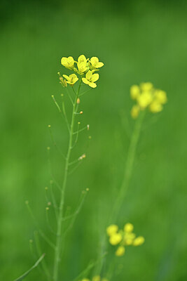 BUITEN BEELD Foto: 445609