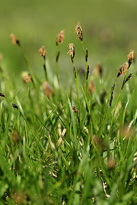 BUITEN BEELD Foto: 445610