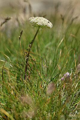 BUITEN BEELD Foto: 445611