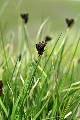 BUITEN BEELD Foto: 445612