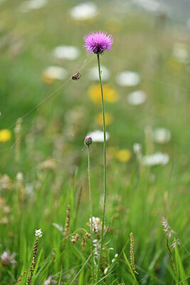 BUITEN BEELD Foto: 445613