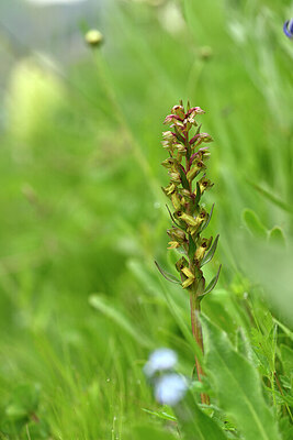 BUITEN BEELD Foto: 445614