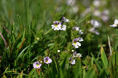 BUITEN BEELD Foto: 445617
