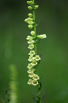 BUITEN BEELD Foto: 445619