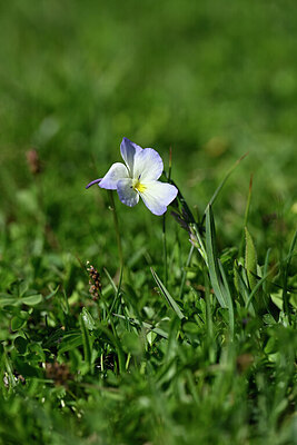 BUITEN BEELD Foto: 445620
