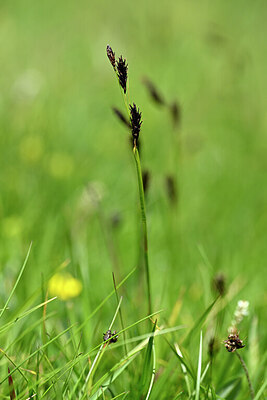 BUITEN BEELD Foto: 445621