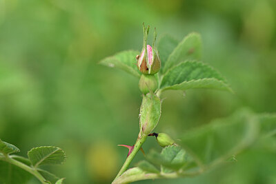 BUITEN BEELD Foto: 445624
