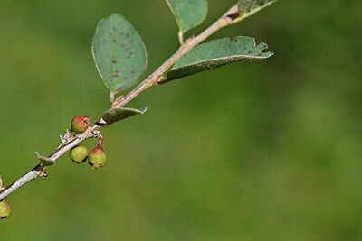 BUITEN BEELD Foto: 445625