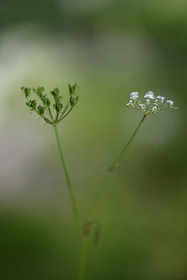 BUITEN BEELD Foto: 445628