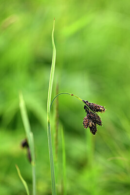 BUITEN BEELD Foto: 445629