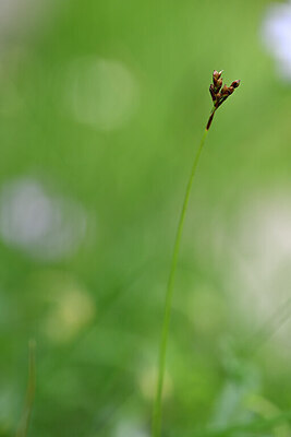 BUITEN BEELD Foto: 445630