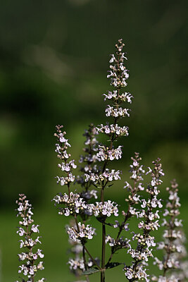 BUITEN BEELD Foto: 445632