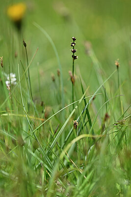 BUITEN BEELD Foto: 445641