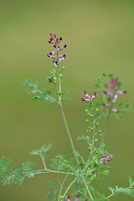 BUITEN BEELD Foto: 445644