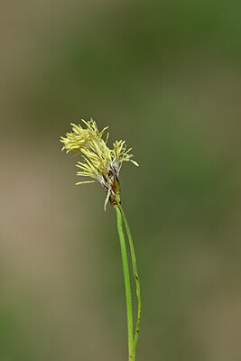 BUITEN BEELD Foto: 445646