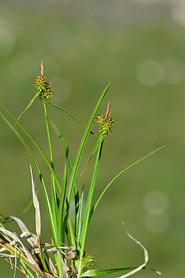 BUITEN BEELD Foto: 445647