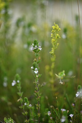 BUITEN BEELD Foto: 445649
