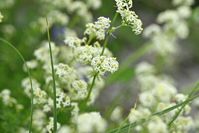 BUITEN BEELD Foto: 445652