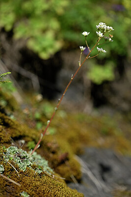 BUITEN BEELD Foto: 445653