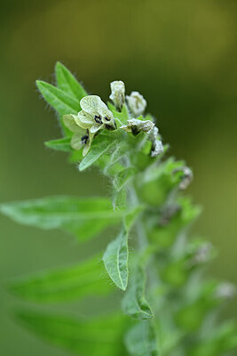 BUITEN BEELD Foto: 445654