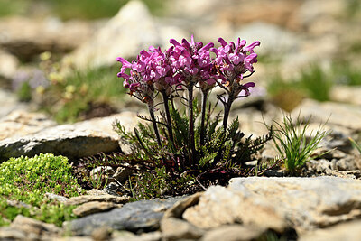 BUITEN BEELD Foto: 445655