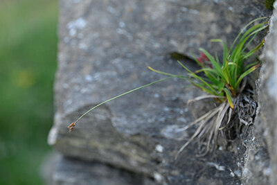 BUITEN BEELD Foto: 445656