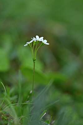 BUITEN BEELD Foto: 445657