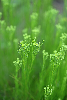 BUITEN BEELD Foto: 445660