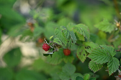 BUITEN BEELD Foto: 445665