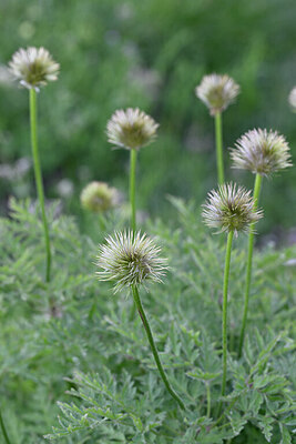 BUITEN BEELD Foto: 445666
