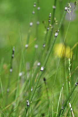 BUITEN BEELD Foto: 445668