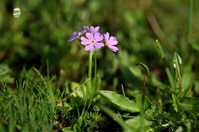 BUITEN BEELD Foto: 445669