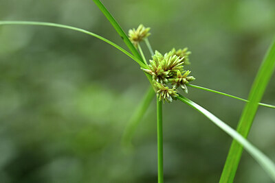 BUITEN BEELD Foto: 445672