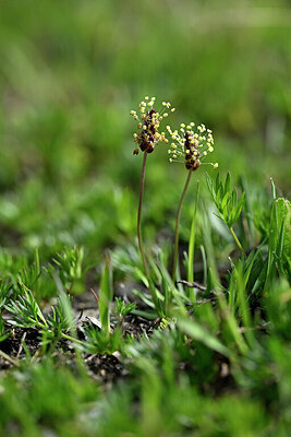 BUITEN BEELD Foto: 445673