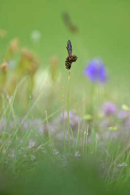 BUITEN BEELD Foto: 445674