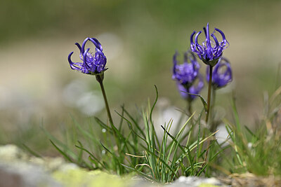 BUITEN BEELD Foto: 445675