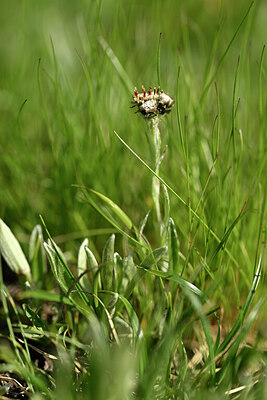 BUITEN BEELD Foto: 445676